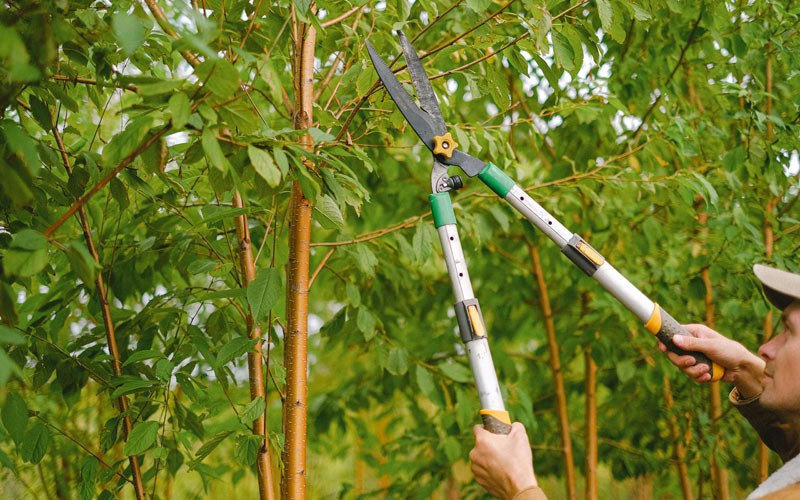 Tree trimming in Carpenter, SD